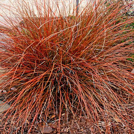 Cinnamon Sedge, Carex image number null
